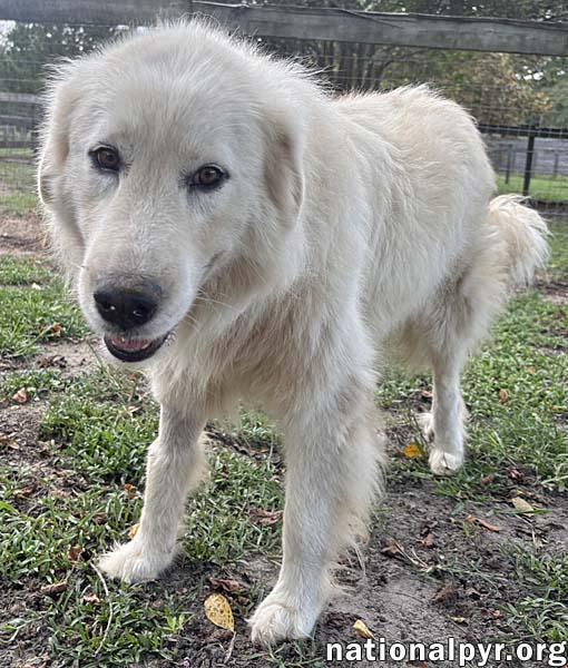 Enlarge Ghost in GA - Sweet, Loving & Gentle, a Adopted Great Pyrenees in Valdosta, GA image 2/3