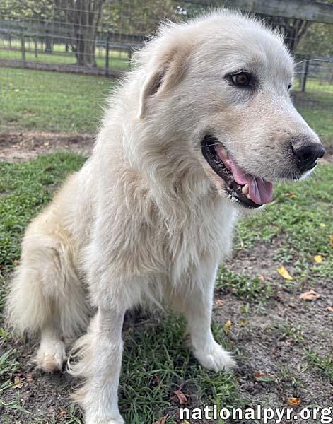 Enlarge Ghost in GA - Sweet, Loving & Gentle, a Adopted Great Pyrenees in Valdosta, GA image 3/3