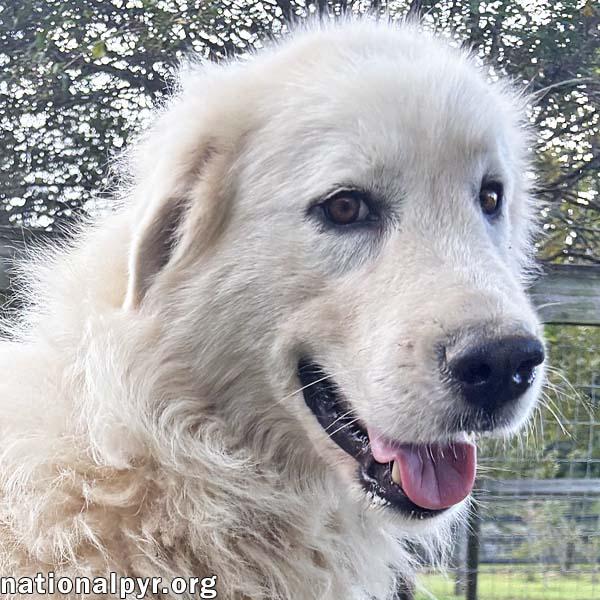 Enlarge Ghost in GA - Sweet, Loving & Gentle, a Adopted Great Pyrenees in Valdosta, GA image 1/3