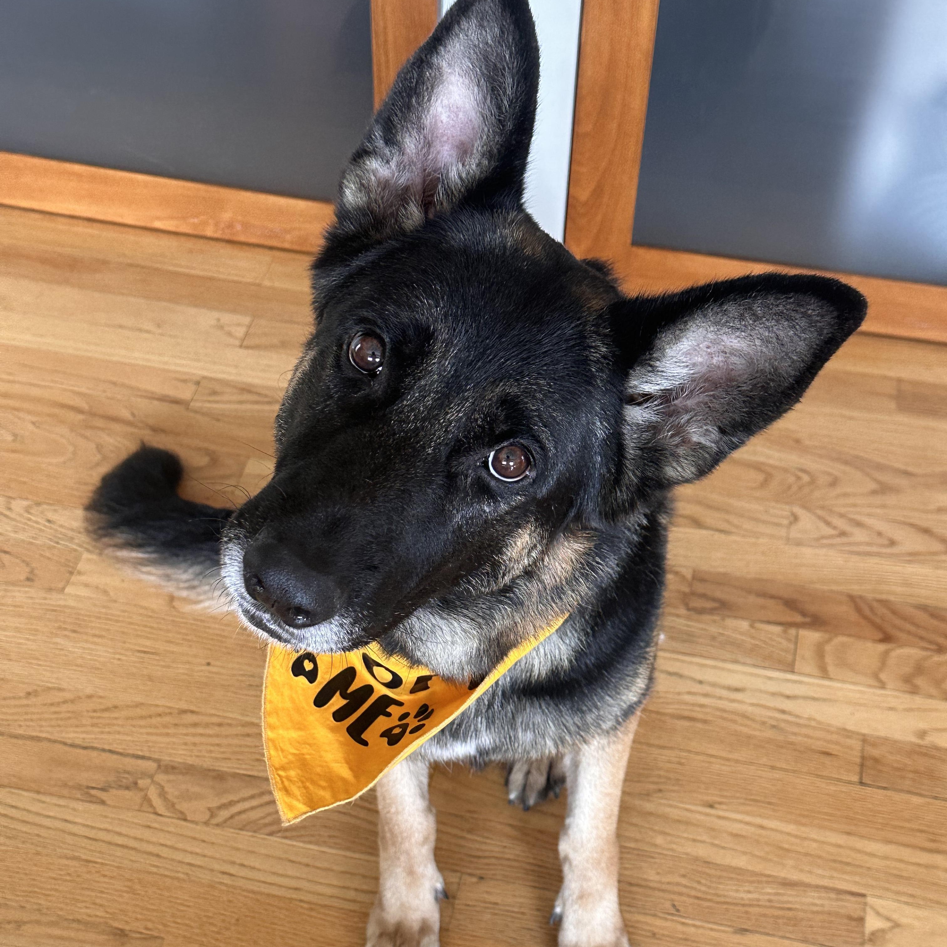 Enlarge Starburst, a Adoptable mixed breed in Burbank, CA image 2/6