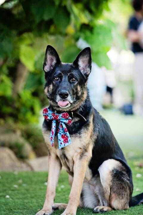 Starburst, a Adoptable mixed breed in Burbank, CA image 3/6