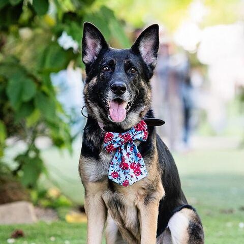 Starburst, Adoptable, Adult Female German Shepherd Dog & Shepherd.