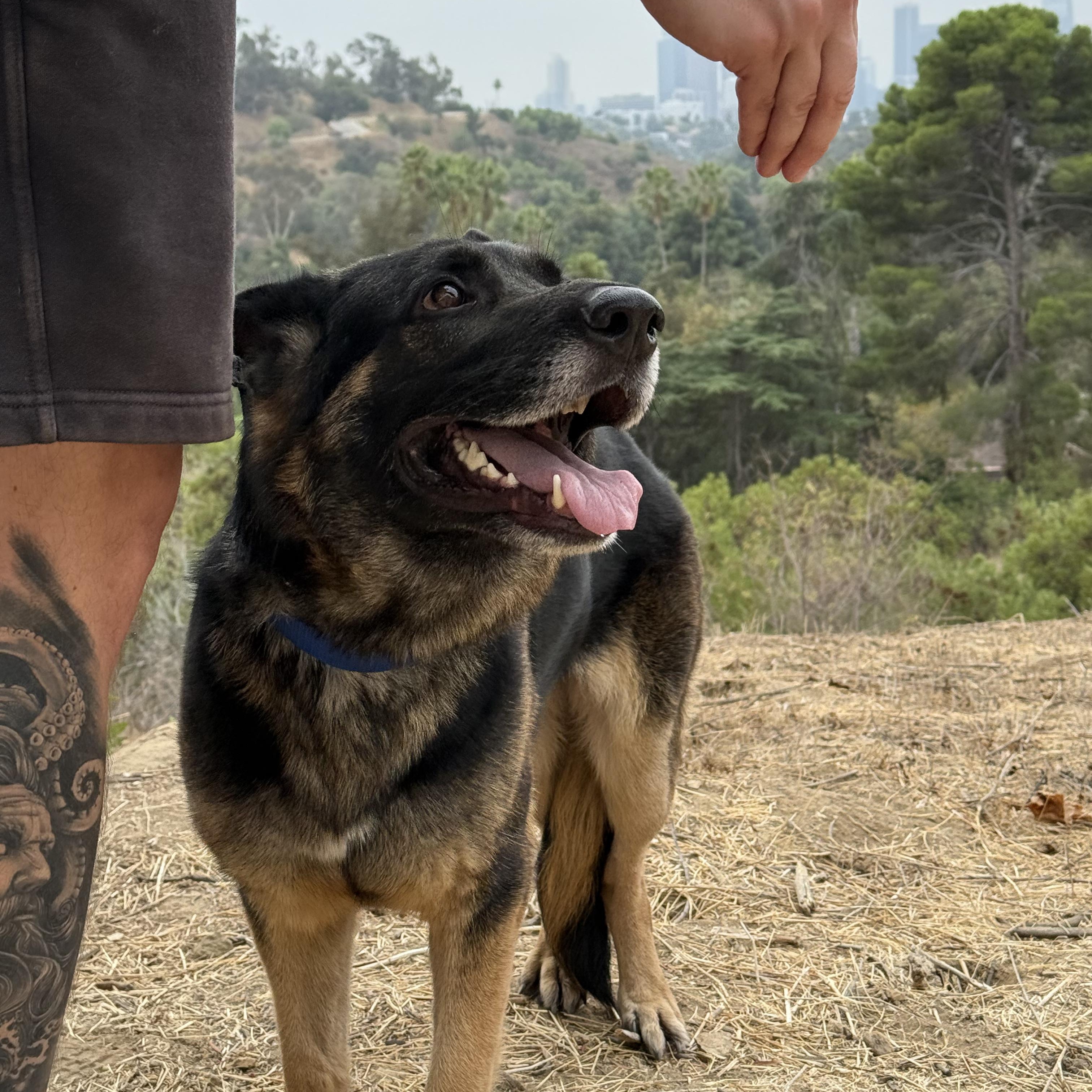 Enlarge Starburst, a Adoptable mixed breed in Burbank, CA image 5/6