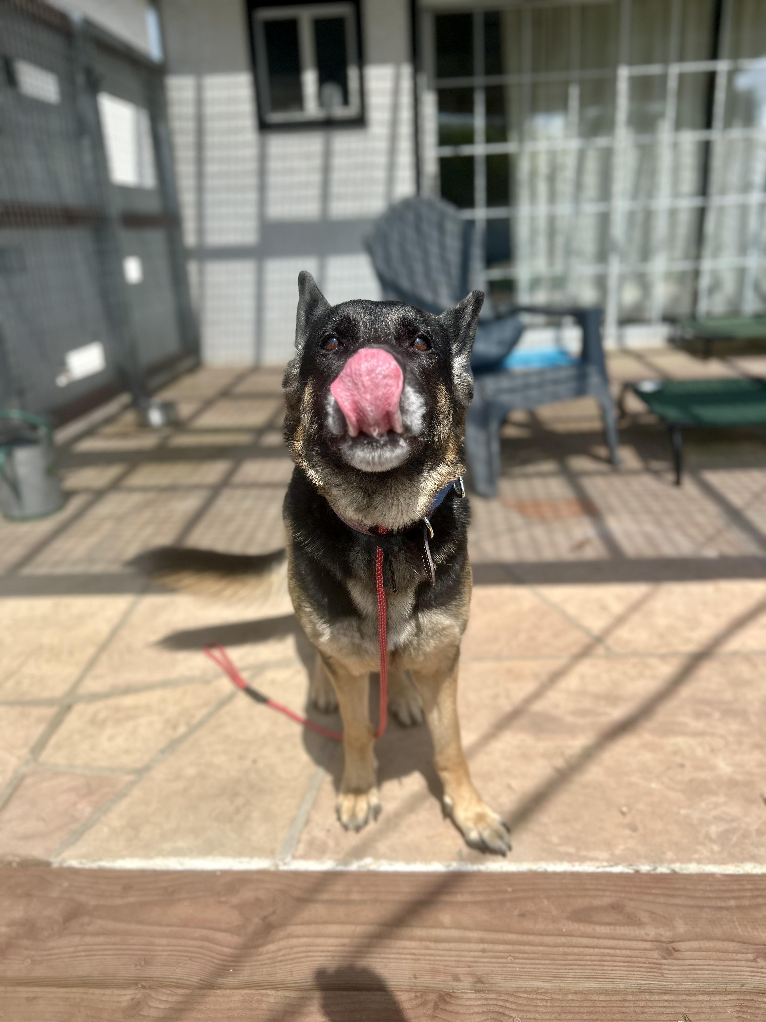 Enlarge Starburst, a Adoptable mixed breed in Burbank, CA image 2/6