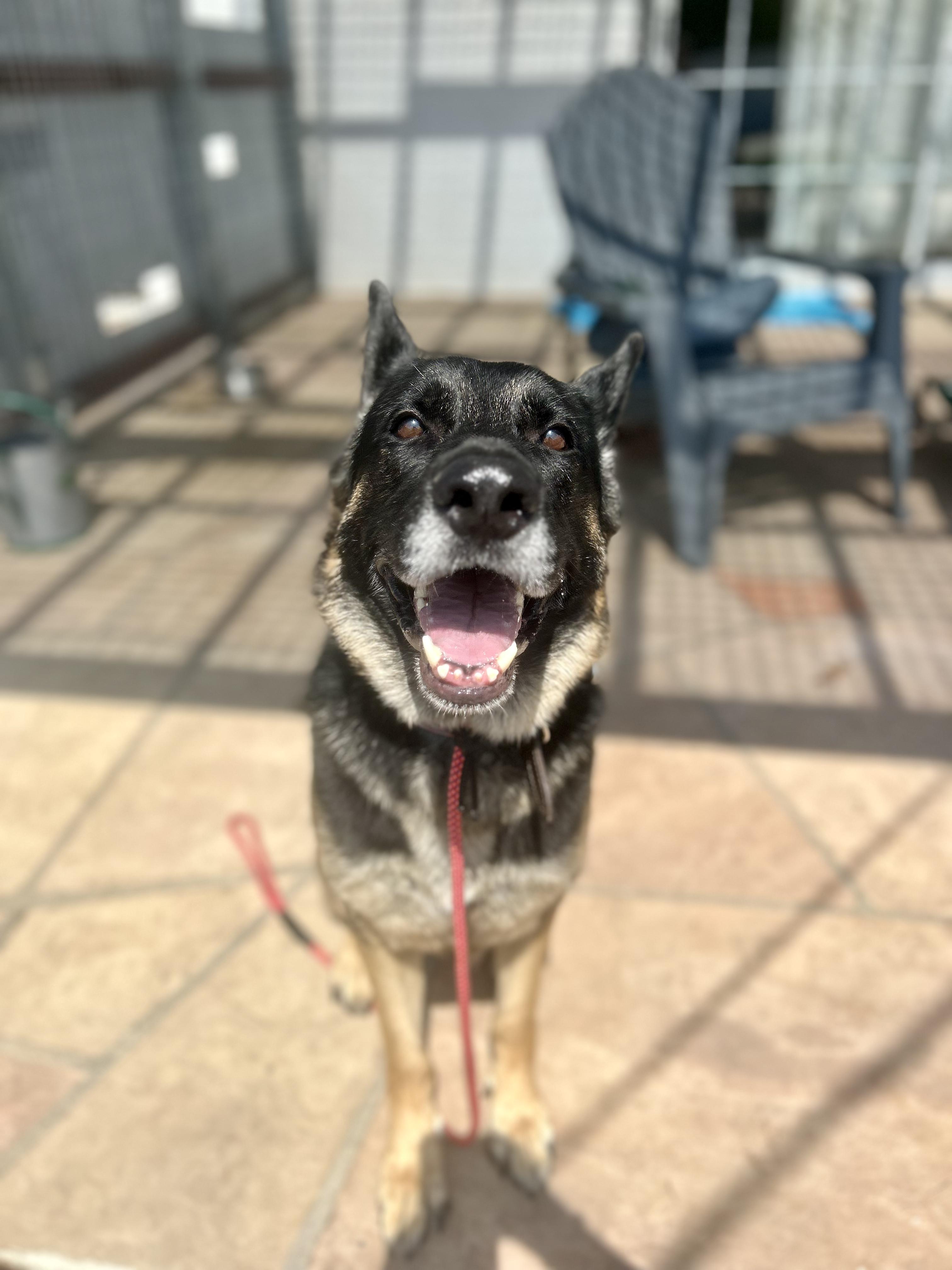 Enlarge Starburst, a Adoptable mixed breed in Burbank, CA image 1/6