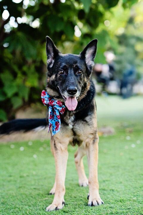 Starburst, a Adoptable mixed breed in Burbank, CA image 5/6