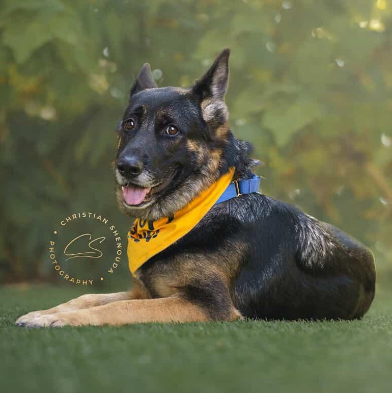 Starburst, Adoptable, Adult Female German Shepherd Dog & Shepherd.