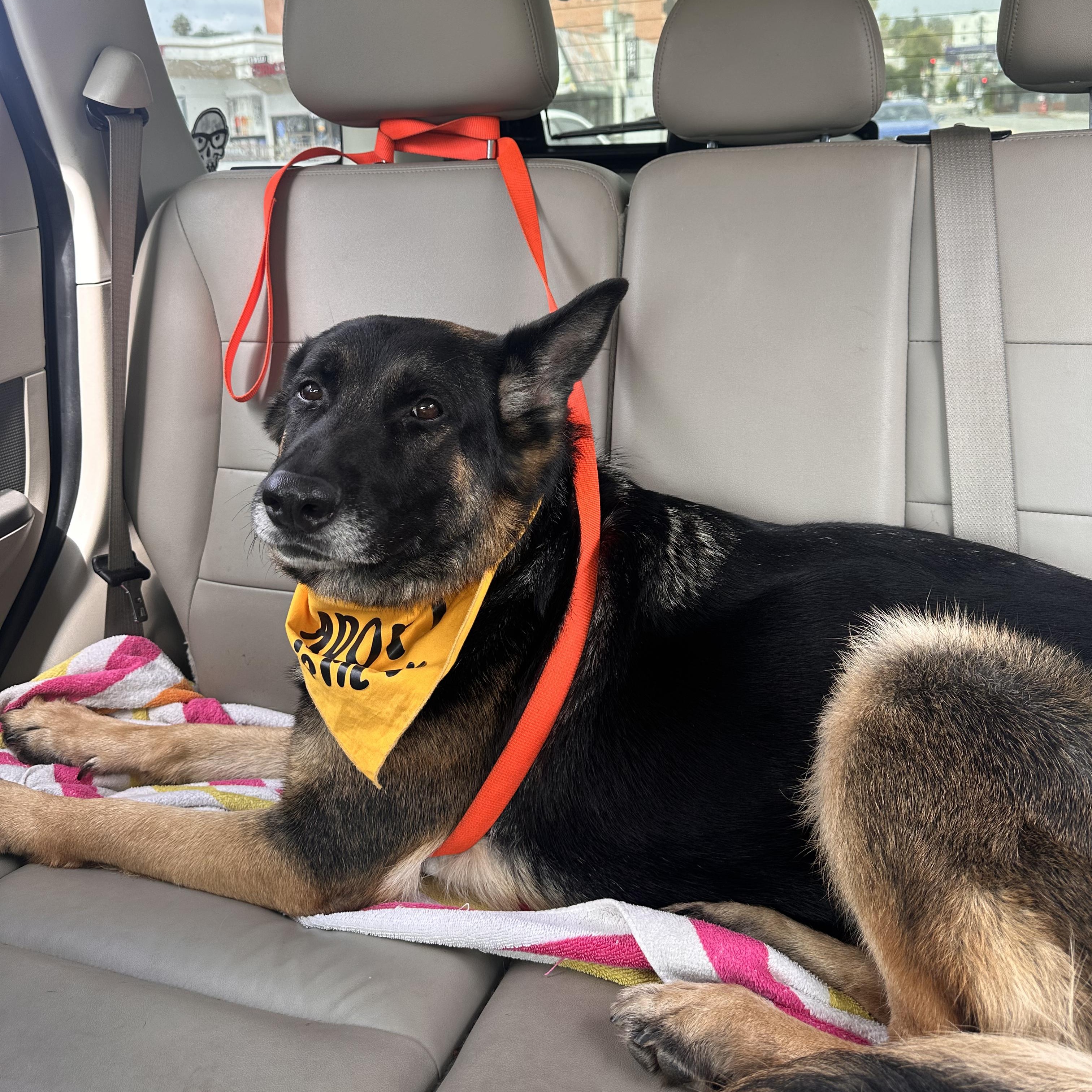 Enlarge Starburst, a Adoptable mixed breed in Burbank, CA image 4/6