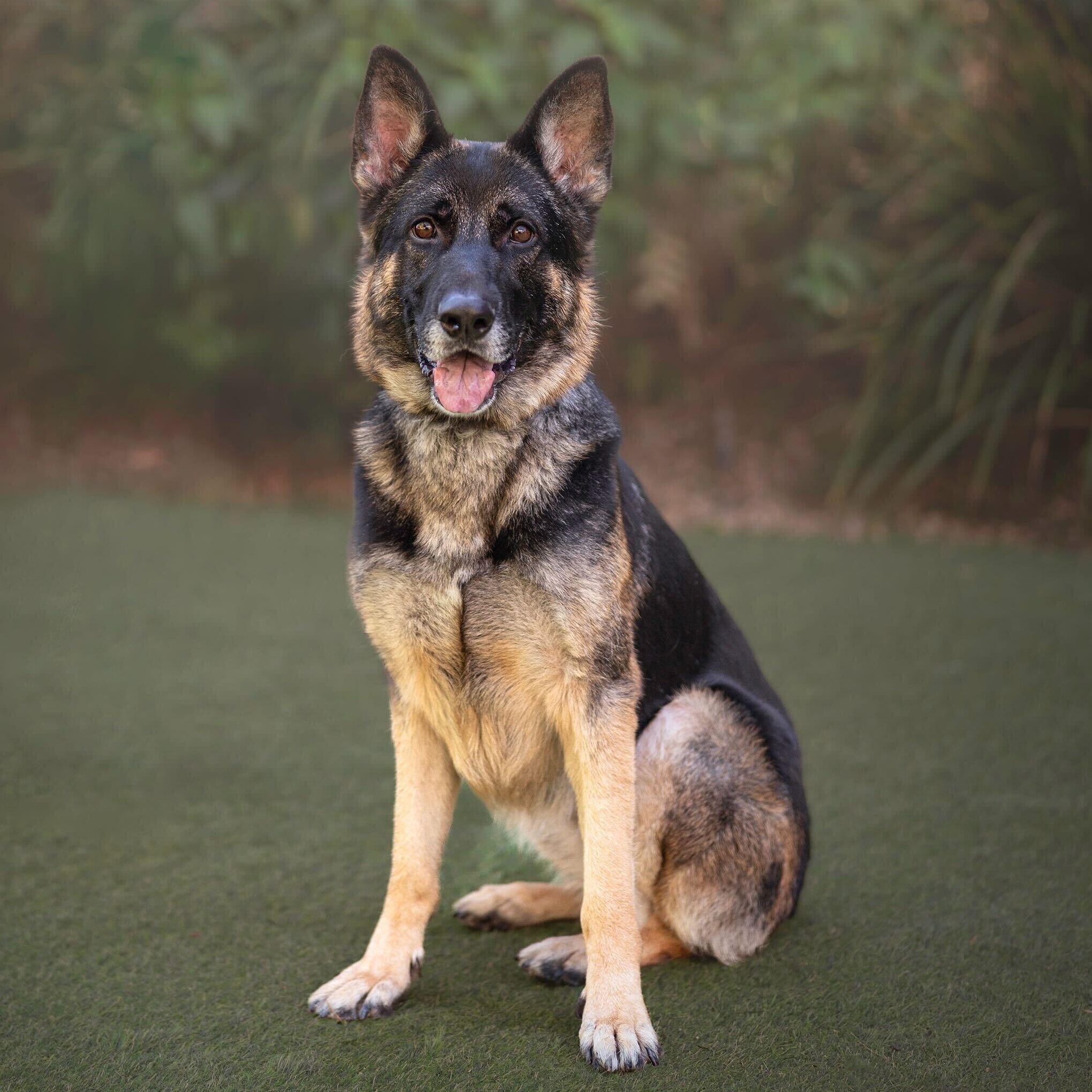 Starburst, a Adoptable mixed breed in Burbank, CA image 4/6