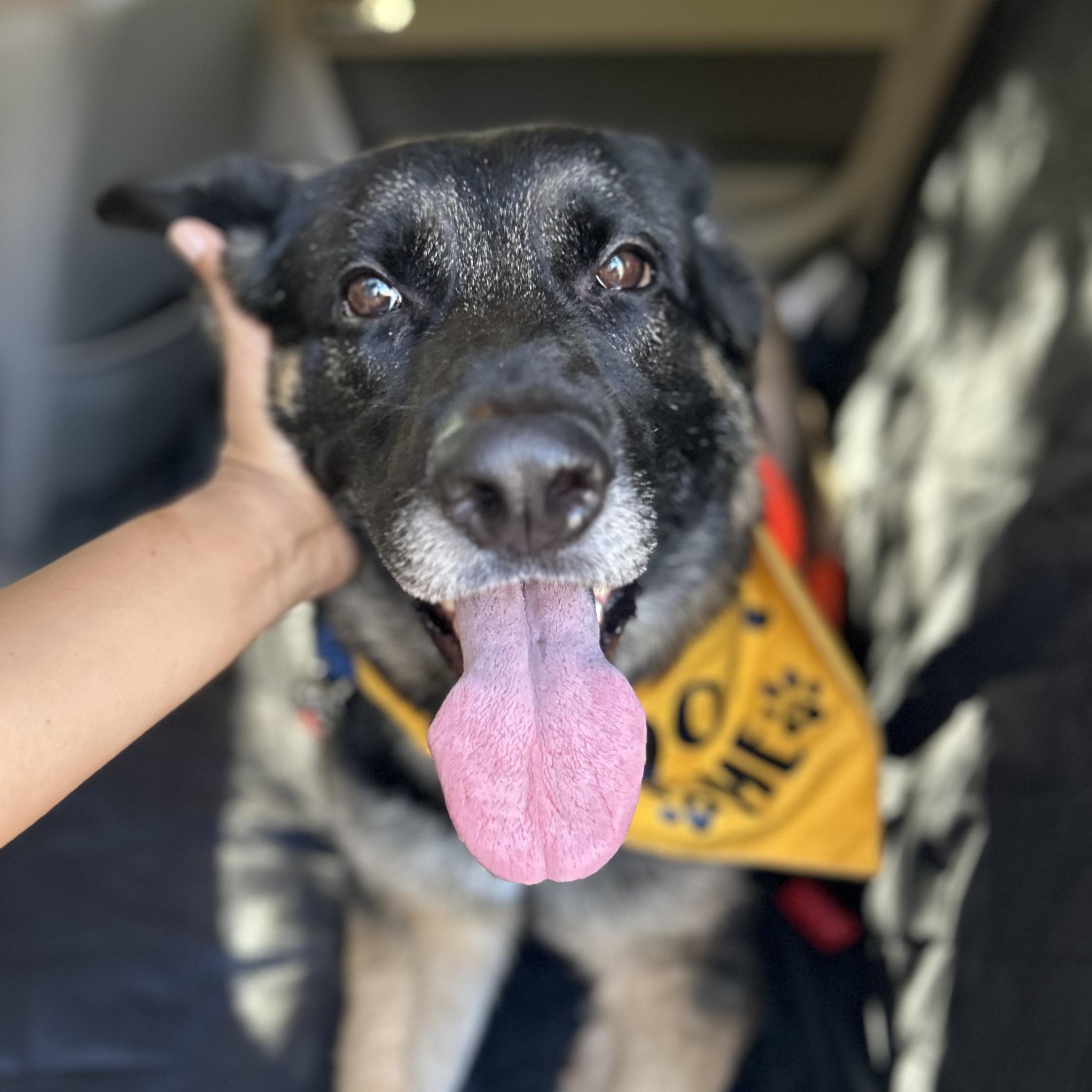 Enlarge Starburst, a Adoptable mixed breed in Burbank, CA image 1/6