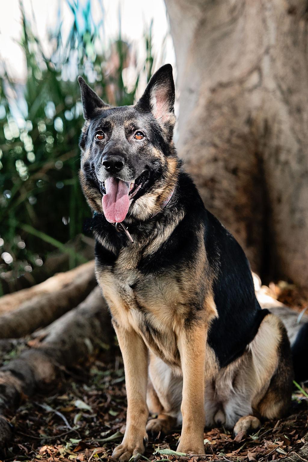 Enlarge Starburst, a Adoptable mixed breed in Burbank, CA image 1/6