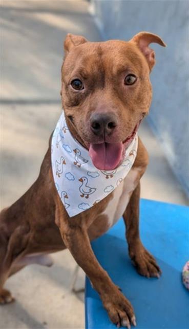 GOOSE, Adoptable, Adult Male Mixed Breed.