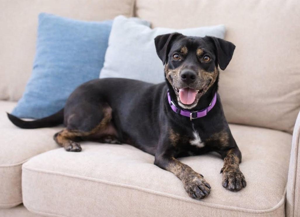 Kimmy , an adoptable mixed breed in Kansas City, KS image 2/5
