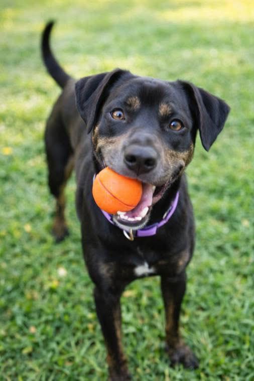 Kimmy , an adoptable mixed breed in Kansas City, KS image 4/5
