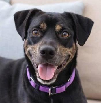 Kimmy , an adoptable mixed breed in Kansas City, KS image 3/5
