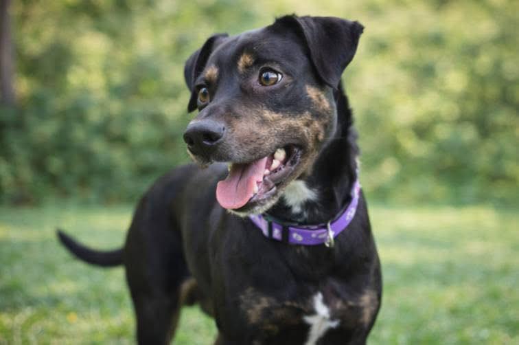 Kimmy , an adoptable mixed breed in Kansas City, KS image 5/5