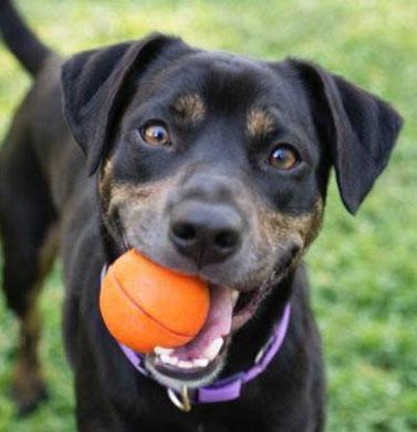Kimmy , adoptable, Young Female Hound & Labrador Retriever.