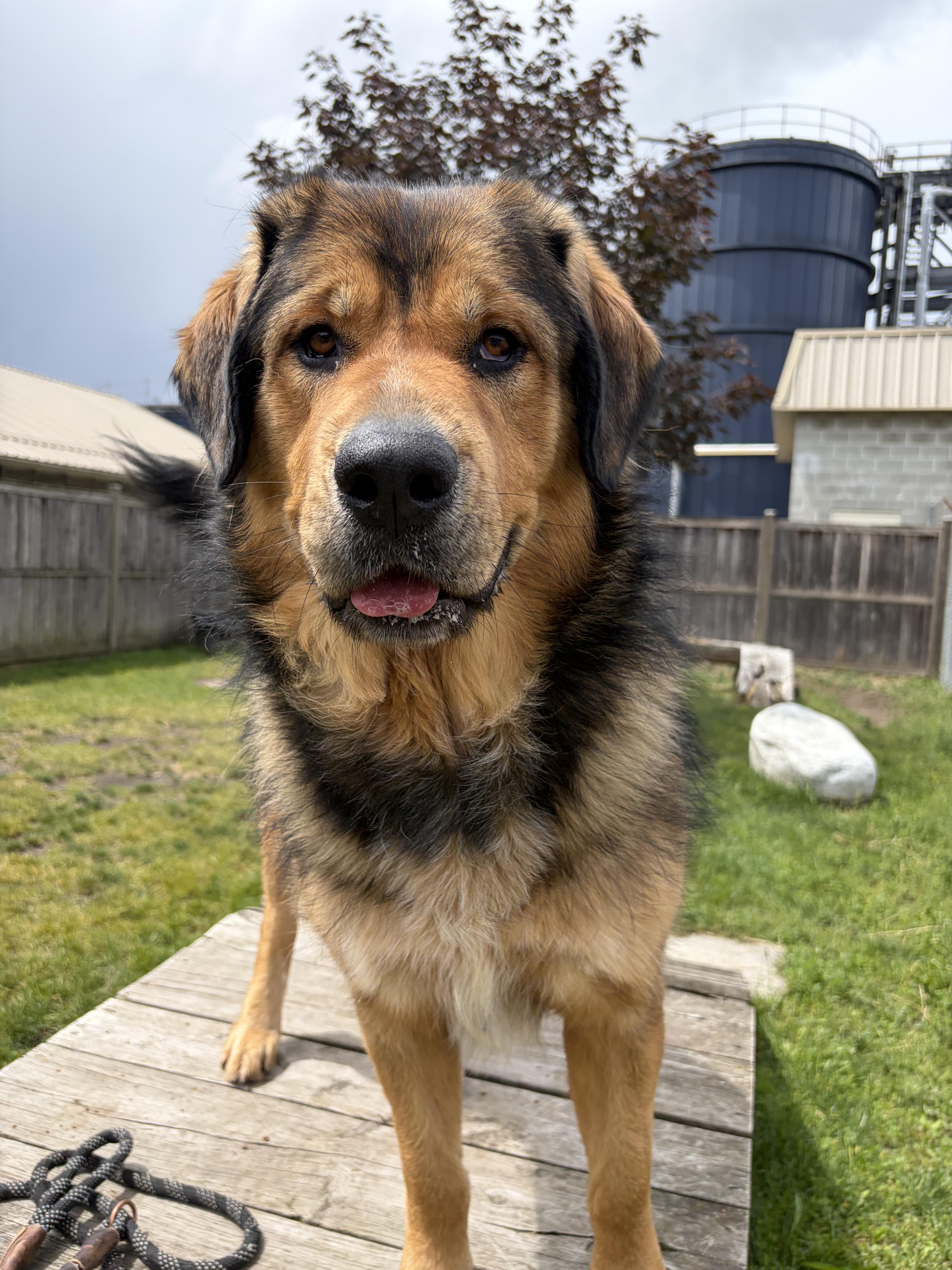 Aurora - ADOPTABLE, a ADOPTABLE mixed breed in Chilliwack, BC image 4/4