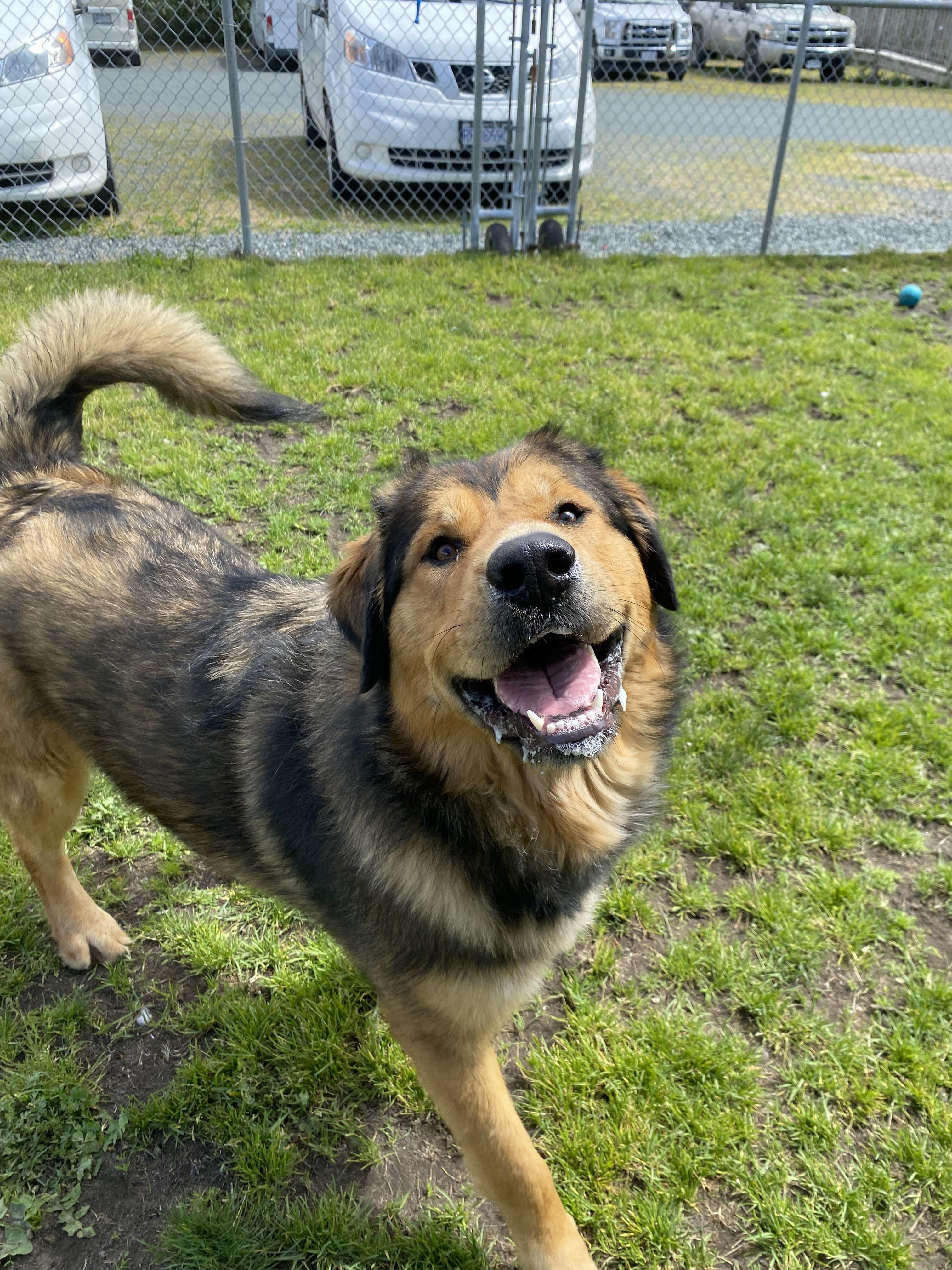 Aurora - ADOPTABLE, a ADOPTABLE mixed breed in Chilliwack, BC image 2/4