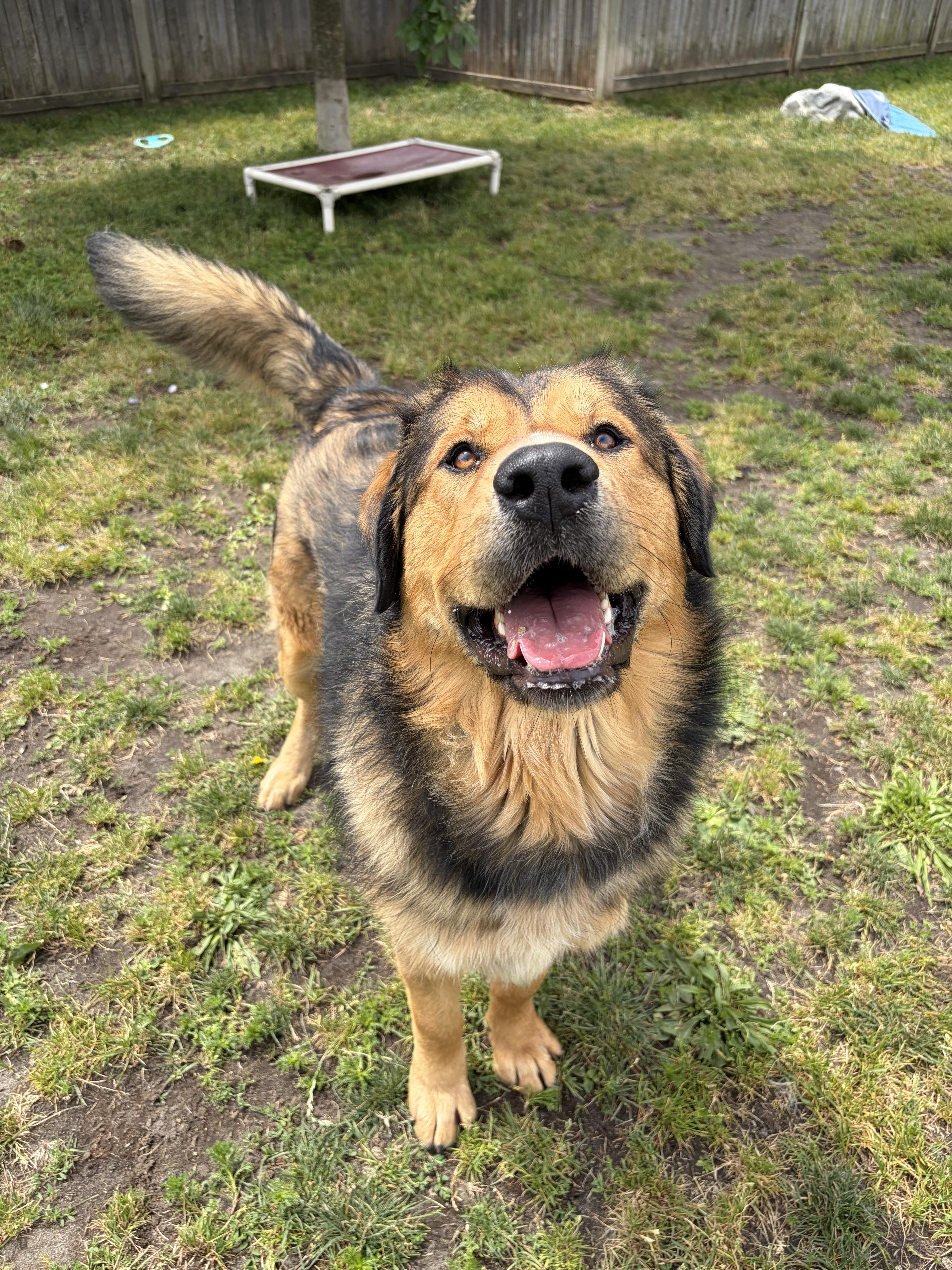 Aurora - ADOPTABLE, ADOPTABLE, Adult Female Bernese Mountain Dog.