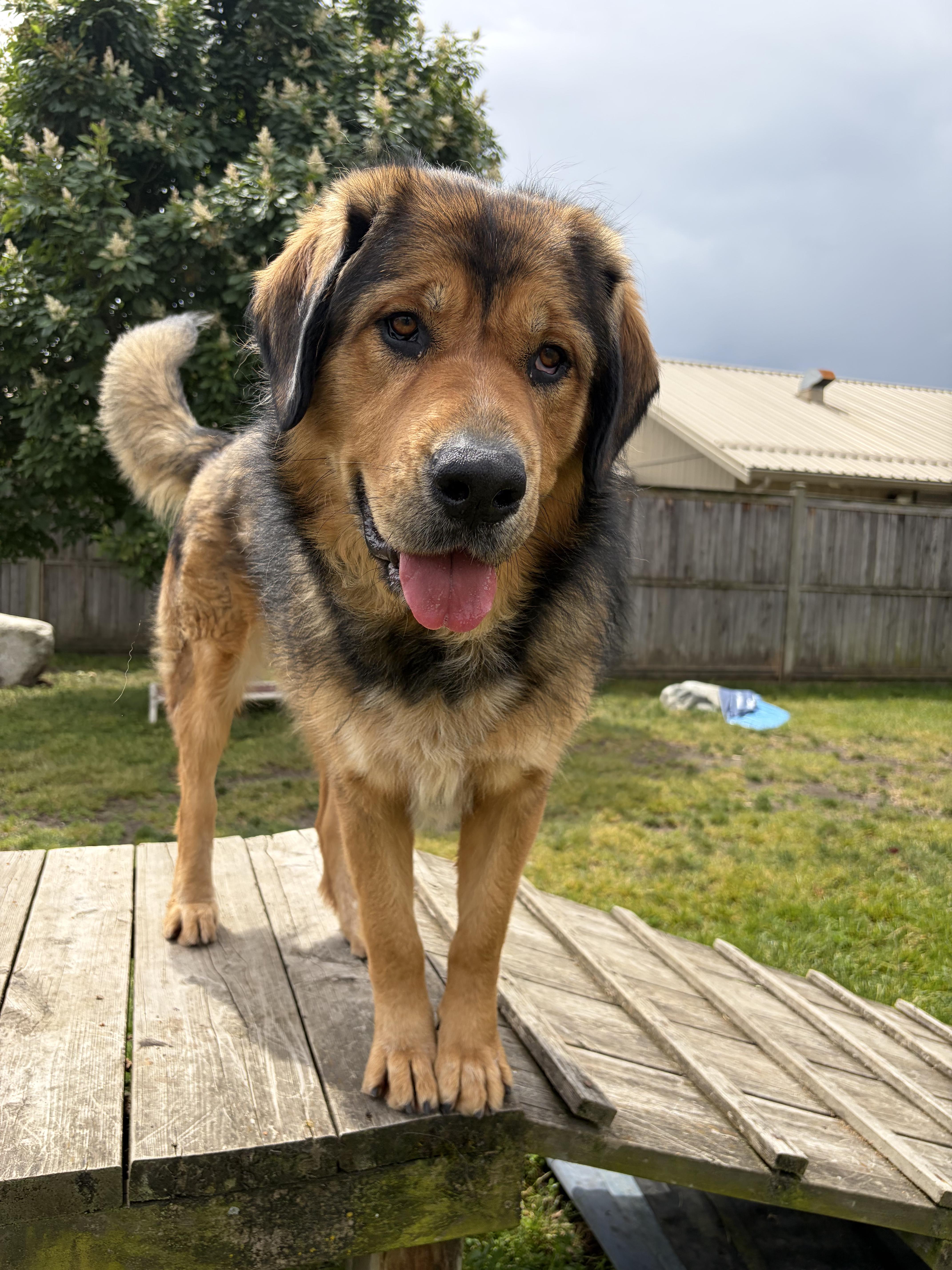 Aurora - ADOPTABLE, a ADOPTABLE mixed breed in Chilliwack, BC image 3/4
