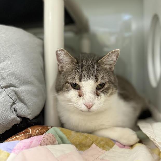 Enlarge Winston, a Adoptable mixed breed in Saint Cloud, MN image 1/6