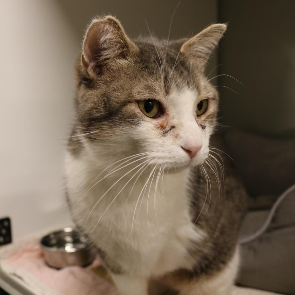 Enlarge Winston, a Adoptable mixed breed in Saint Cloud, MN image 2/6