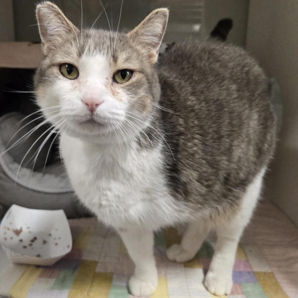 Enlarge Winston, a Adoptable mixed breed in Saint Cloud, MN image 3/6