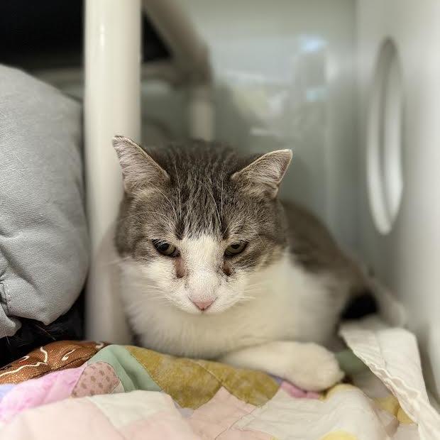 Enlarge Winston, a Adoptable mixed breed in Saint Cloud, MN image 4/6