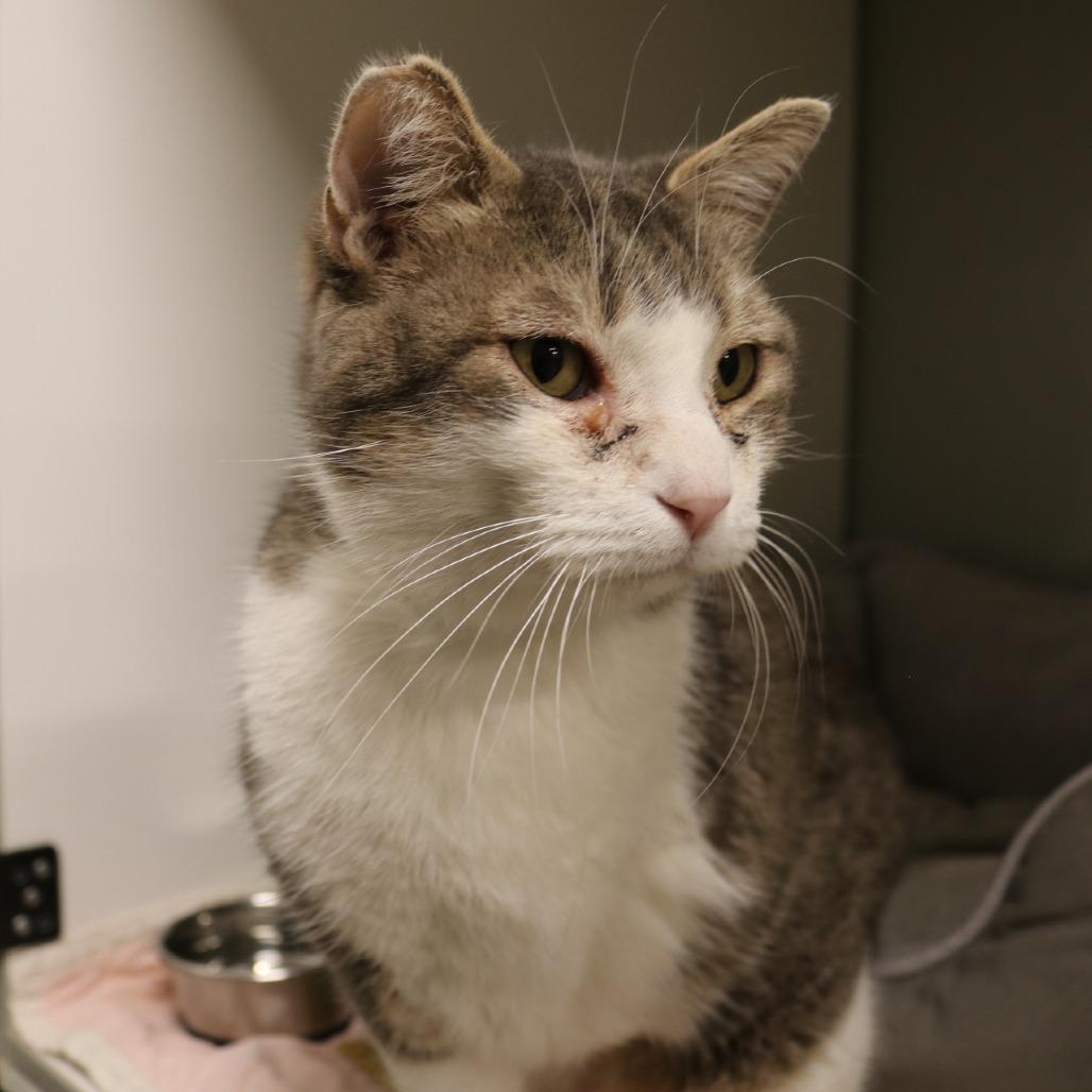 Enlarge Winston, a Adoptable mixed breed in Saint Cloud, MN image 5/6