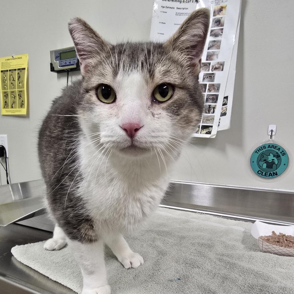 Enlarge Winston, a Adoptable mixed breed in Saint Cloud, MN image 6/6