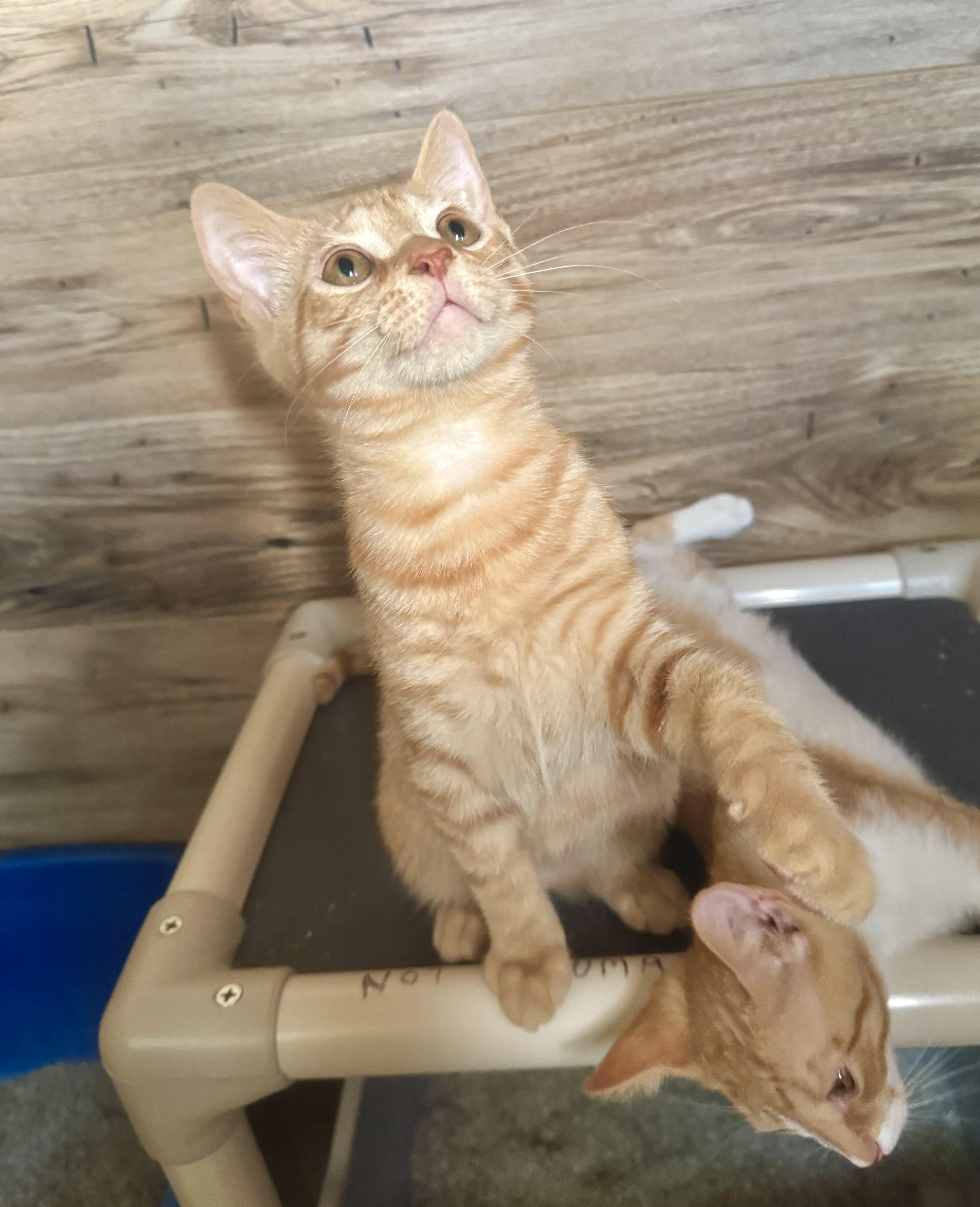 Cheeto, Adoptable, Young Male Domestic Short Hair.