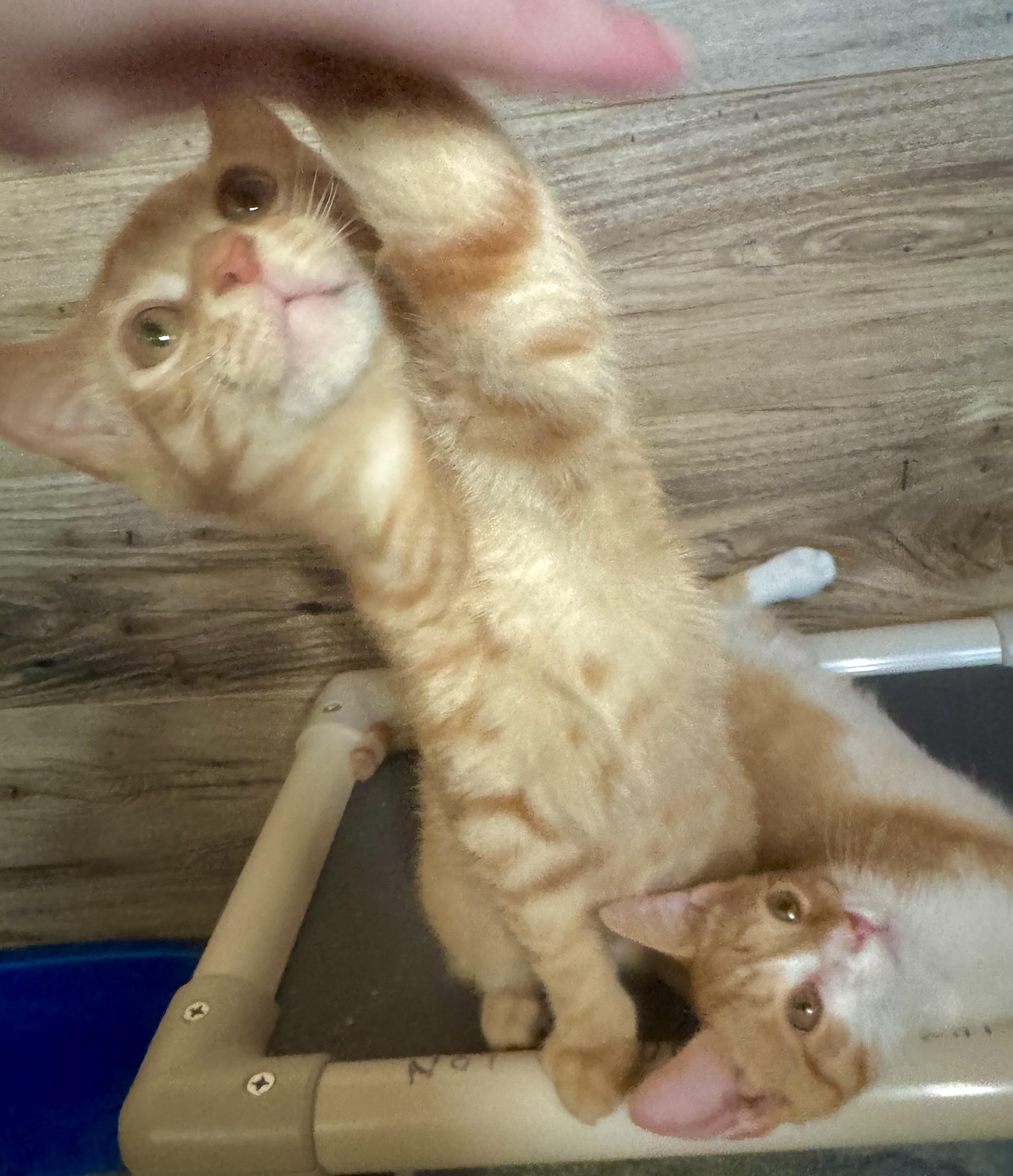 Cheeto, a Adoptable Domestic Short Hair in North Tonawanda, NY image 6/6
