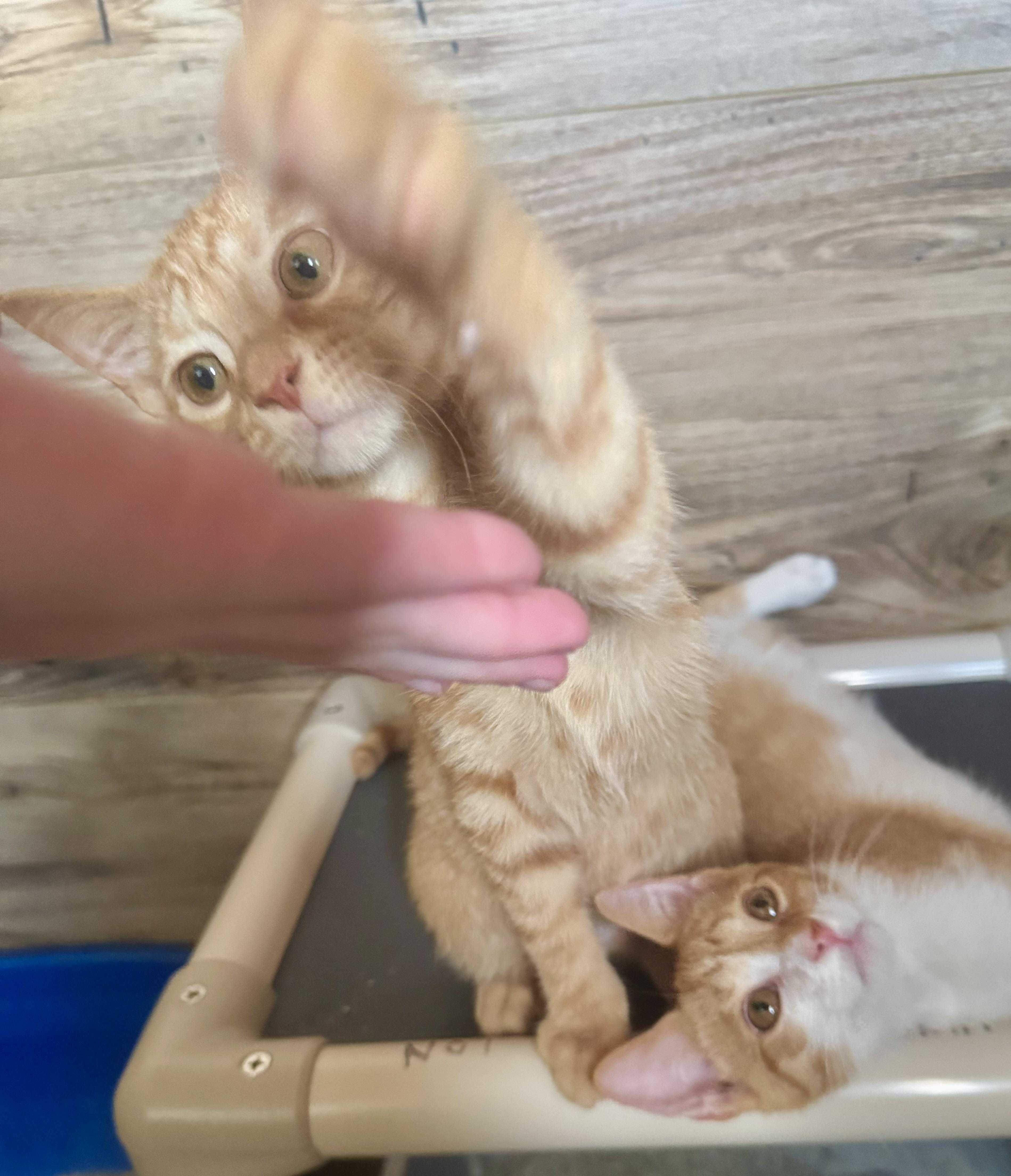 Cheeto, a Adoptable Domestic Short Hair in North Tonawanda, NY image 2/6