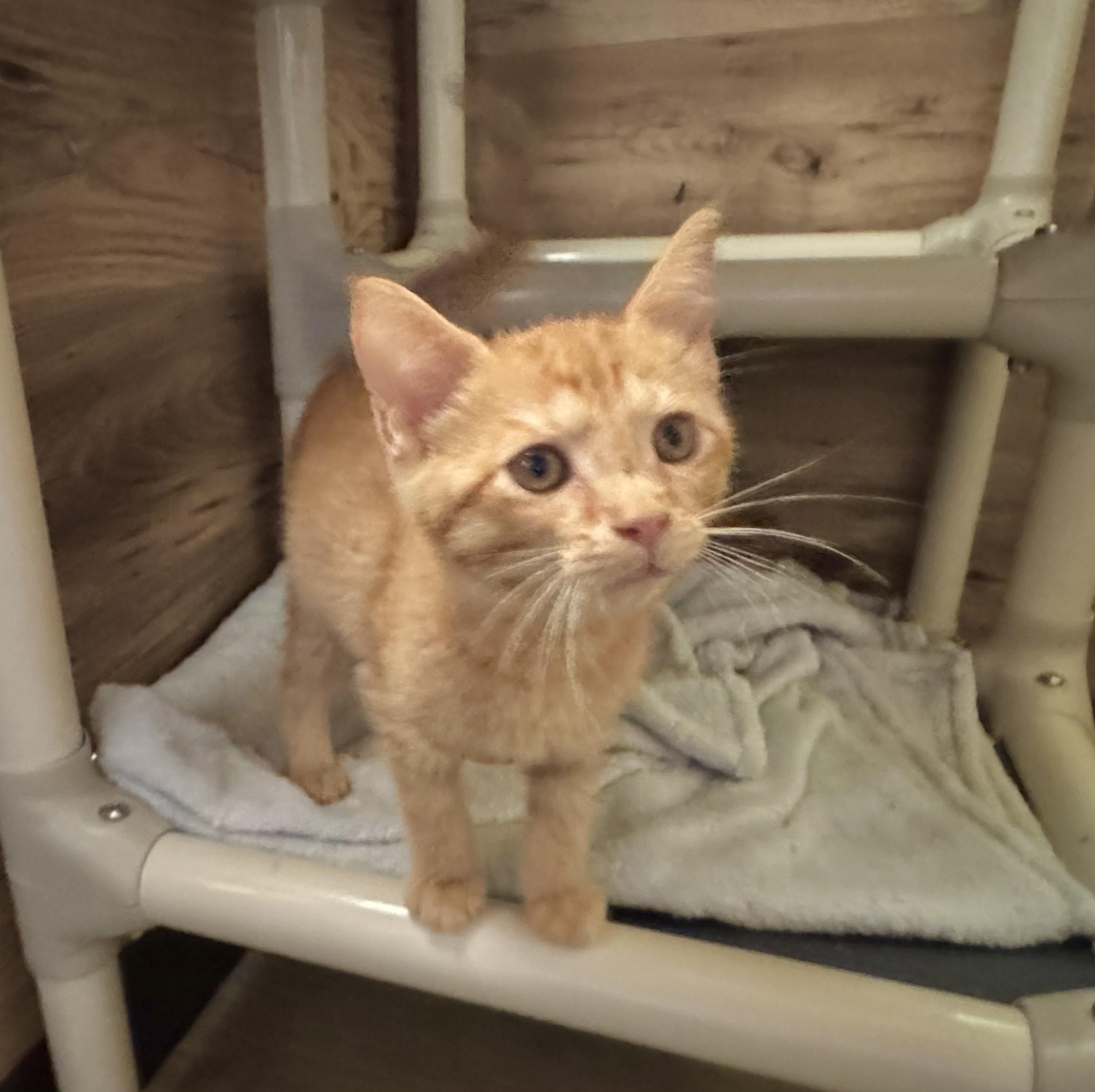 Cheeto, a Adoptable Domestic Short Hair in North Tonawanda, NY image 4/6