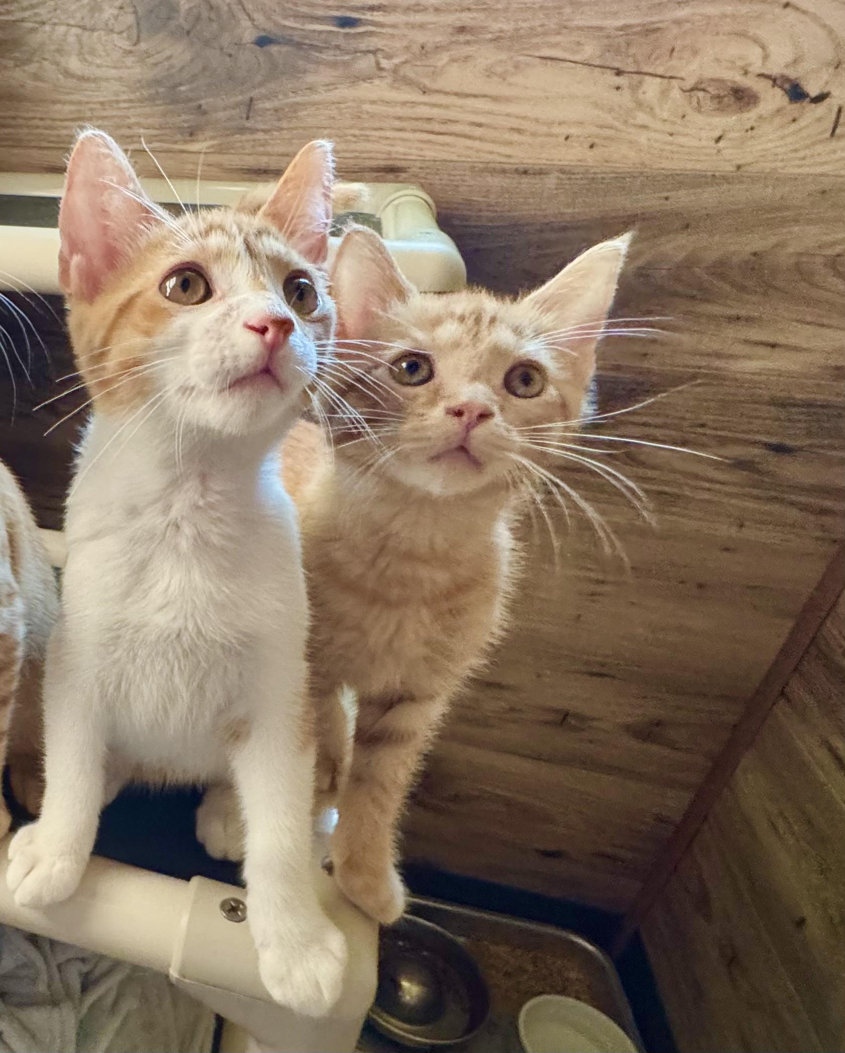 Cheeto, a Adoptable Domestic Short Hair in North Tonawanda, NY image 3/6