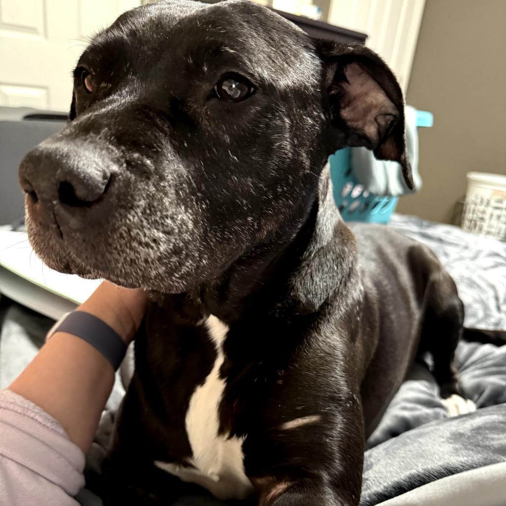 Olive, a Adoptable mixed breed in St. Peters, MO image 1/6