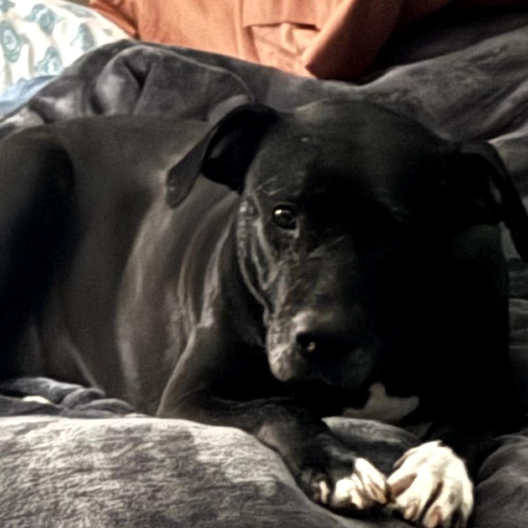 Olive, a Adoptable mixed breed in St. Peters, MO image 2/6