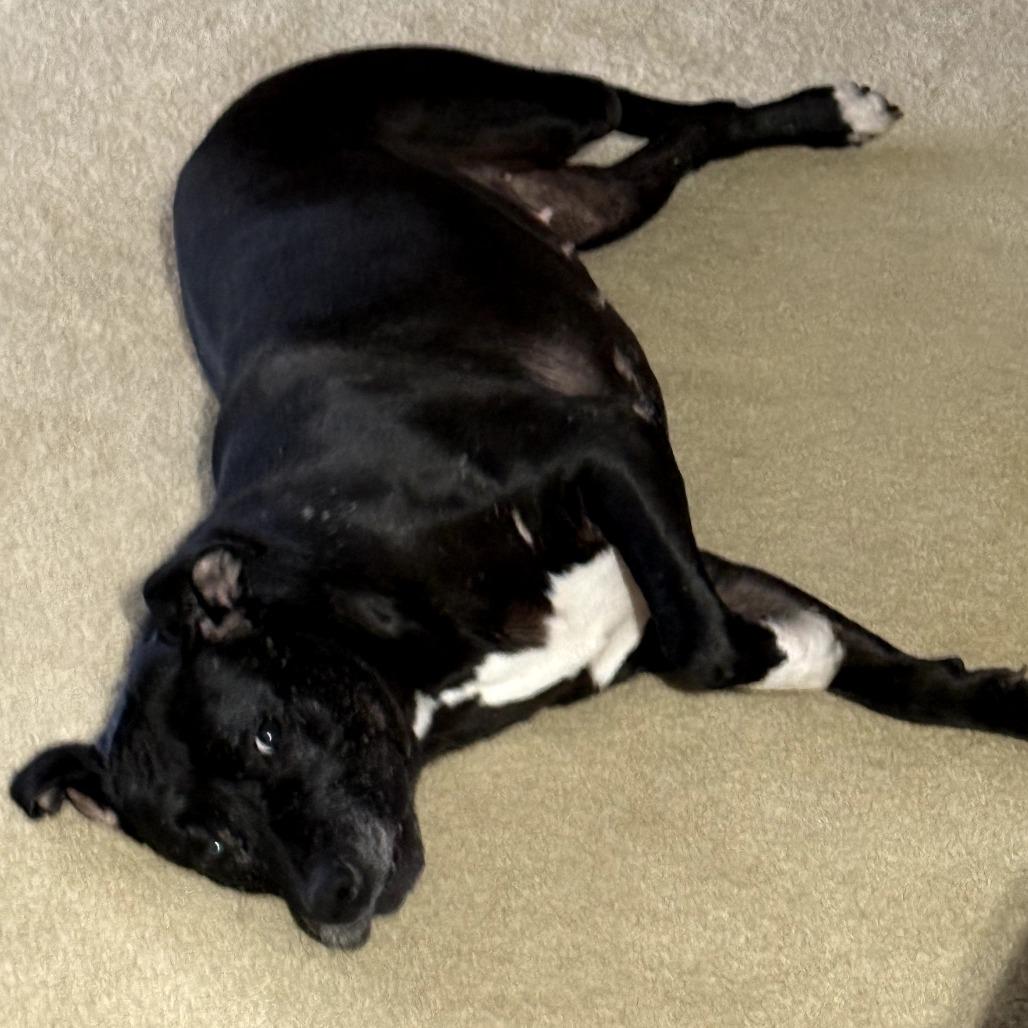 Olive, a Adoptable mixed breed in St. Peters, MO image 3/6