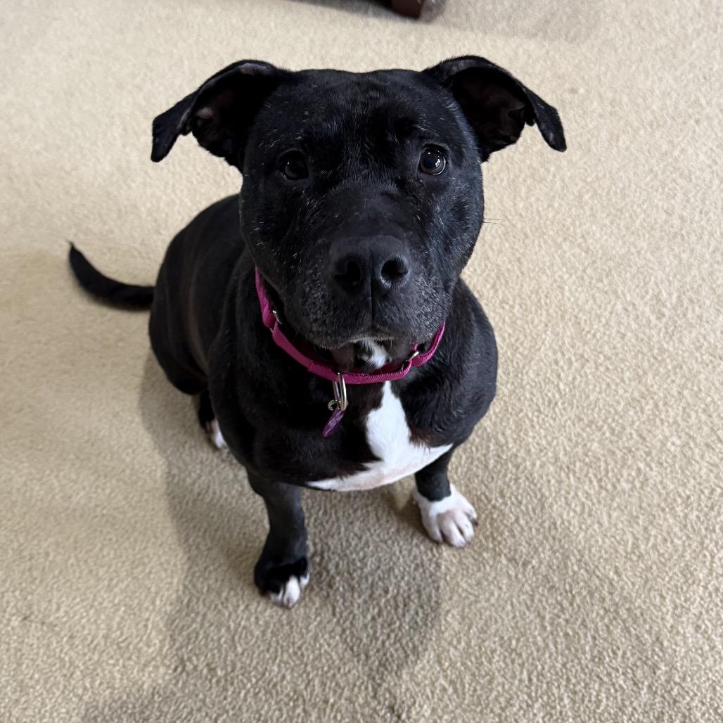 Olive, a Adoptable mixed breed in St. Peters, MO image 4/6