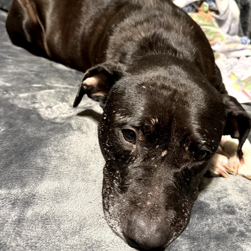 Olive, a Adoptable mixed breed in St. Peters, MO image 5/6