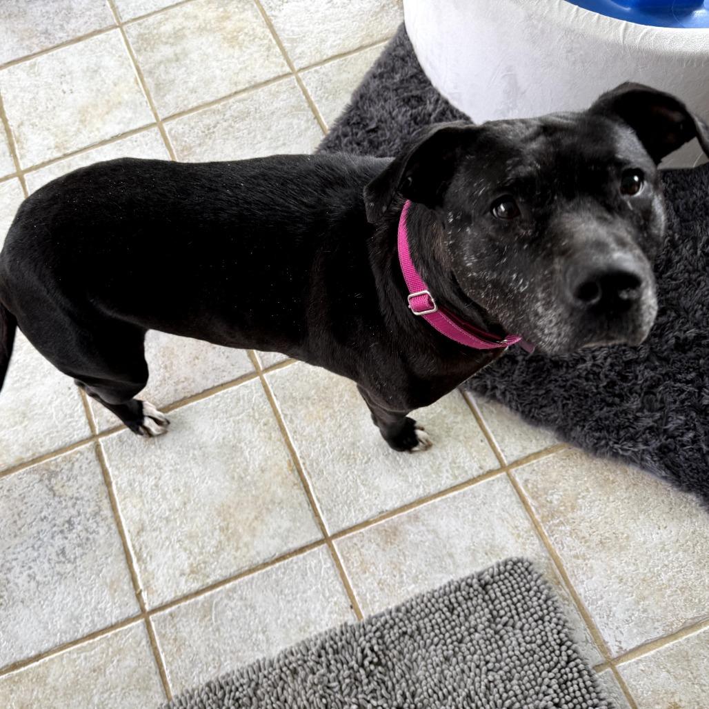 Olive, a Adoptable mixed breed in St. Peters, MO image 6/6