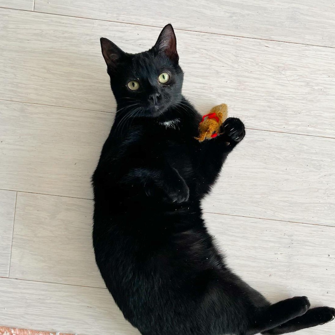 Turnip, Adoptable, Young Male Domestic Short Hair.