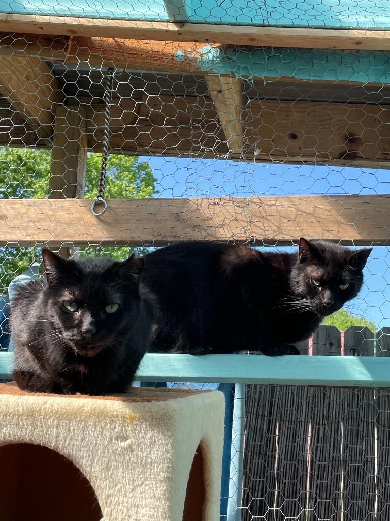 Carlisle, Adoptable, Adult Male Domestic Short Hair.