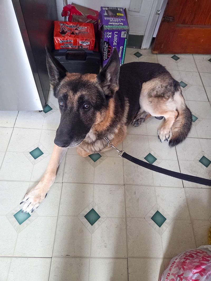 Moses, ADOPTABLE, Senior Male German Shepherd Dog.