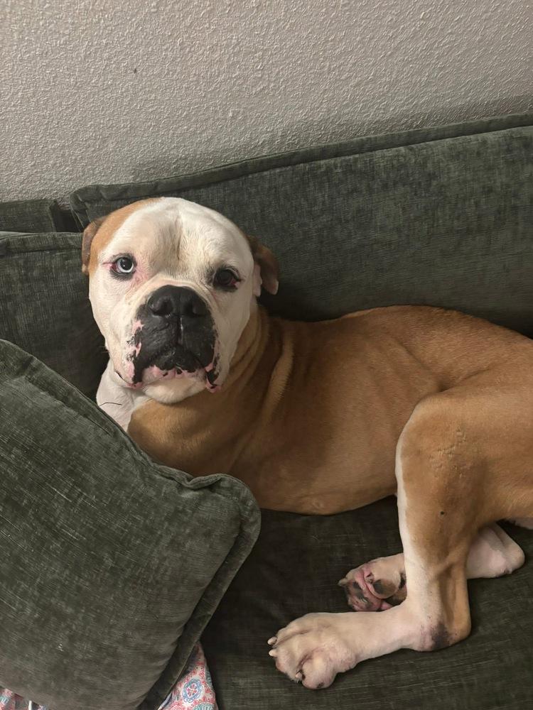 Ziggy, Adoptable, Young Male American Bulldog.