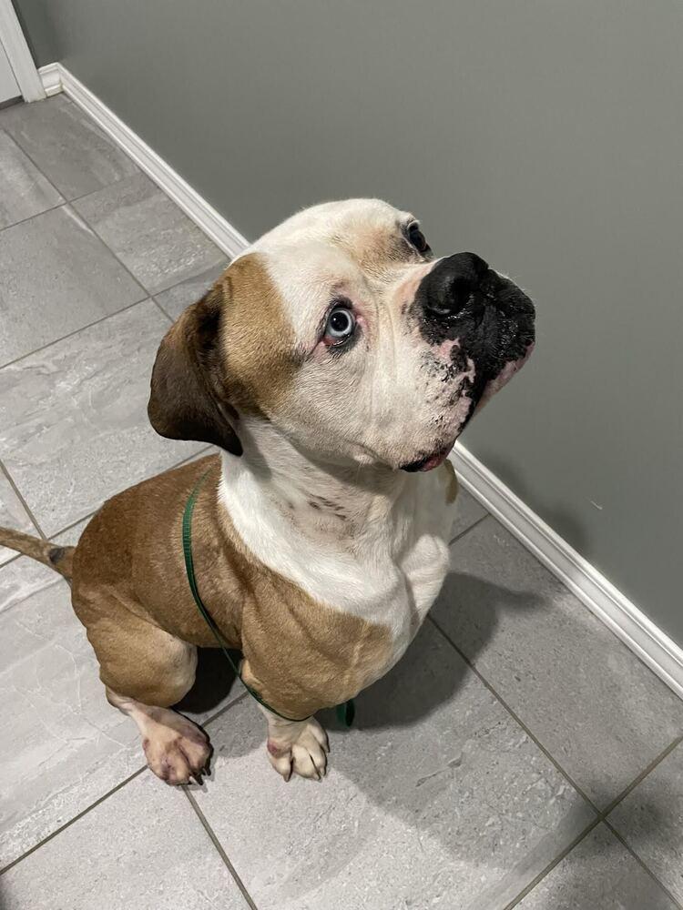 Ziggy, a Adoptable mixed breed in Denver, CO image 2/6