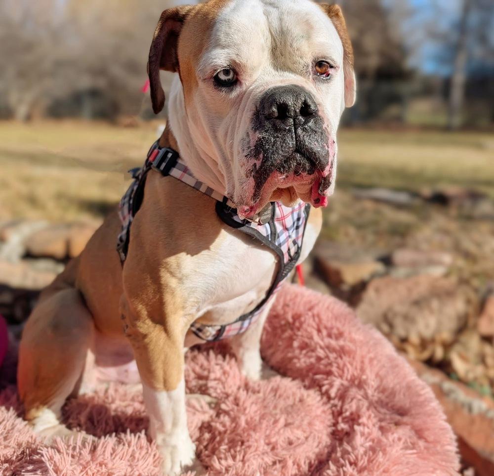 Enlarge Ziggy, a Adoptable mixed breed in Denver, CO image 3/6