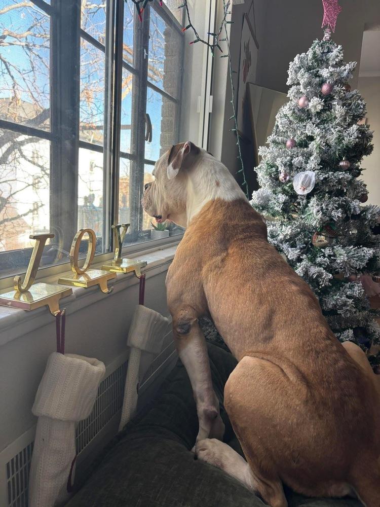 Ziggy, a Adoptable mixed breed in Denver, CO image 3/6