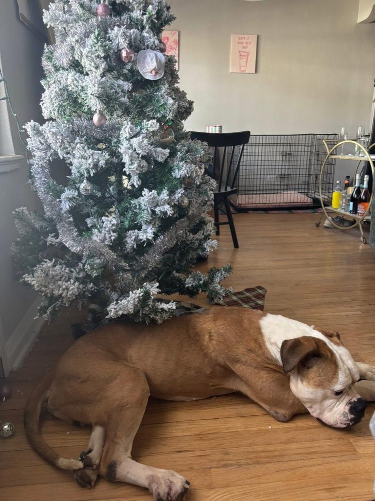 Ziggy, a Adoptable mixed breed in Denver, CO image 4/6